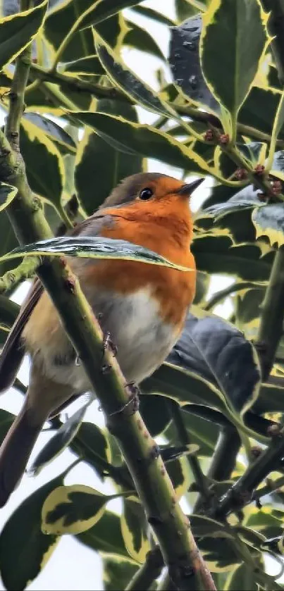 Orange-breasted robin in lush green foliage mobile wallpaper.