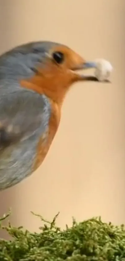 Close-up of a colorful robin bird on green moss.