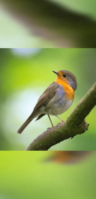 A vibrant robin perched on a branch with a lush green background.