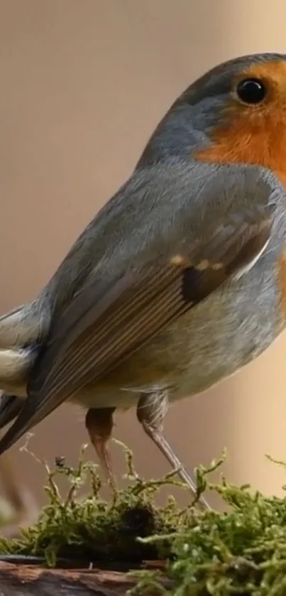 A vibrant robin perched amidst moss, showcasing its colorful plumage in natural light.