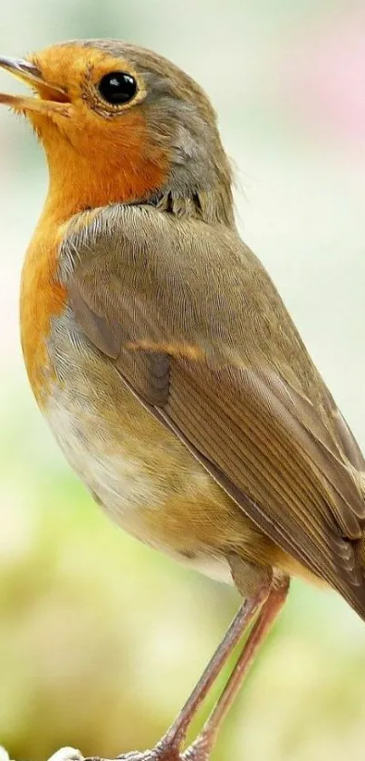 Vibrant robin bird perched on branch with colorful background.