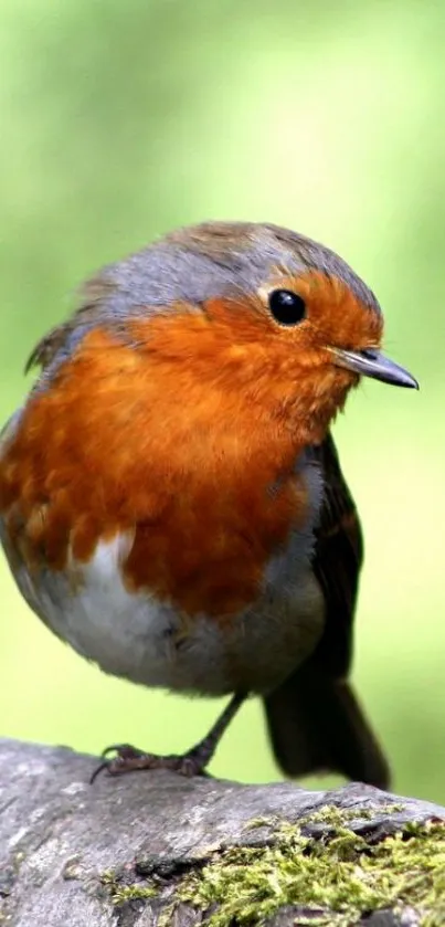 Vibrant robin perched on a branch with a green background.