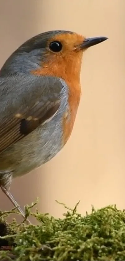 Vibrant robin perched on green moss, perfect for nature-inspired mobile wallpaper.