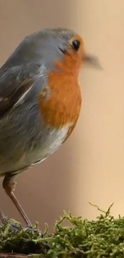 Close-up of a vibrant robin perched on moss with a soft background.