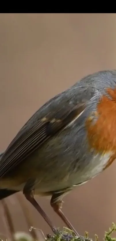 A vibrant robin perched on a natural background.