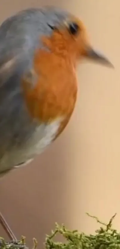 Close-up of a vibrant Robin bird with orange and grey feathers on a mossy perch.