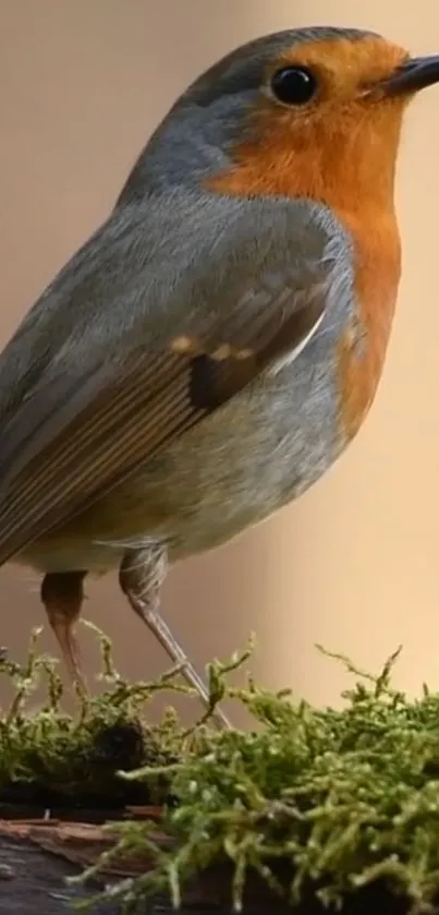 A vibrant robin bird perched on moss-covered branches.