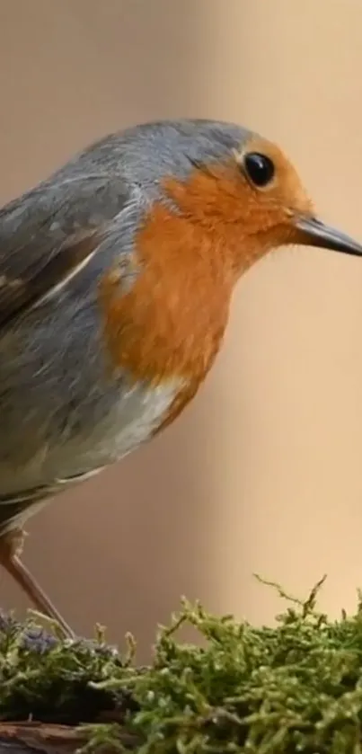 A vibrant robin bird perched against a soft background, highlighting its orange plumage.