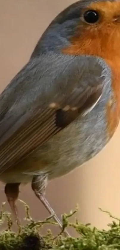 Close-up of a vibrant robin bird perched on moss with a blurred background.