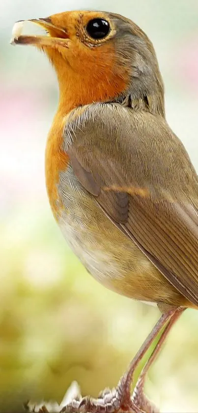 Close-up of a colorful robin bird perched on a branch with a soft background.