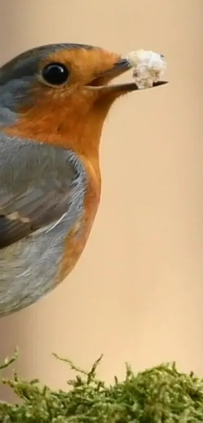 Close-up of a robin perched on moss, perfect for nature lovers.