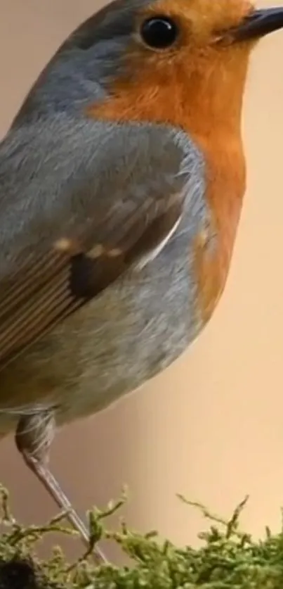 Close-up of a vibrant robin bird perched on moss.