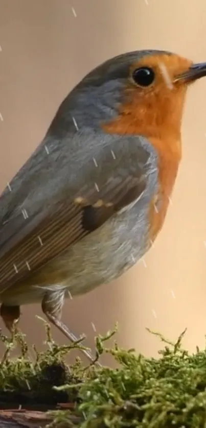 Vibrant robin perched on moss in gentle rain.