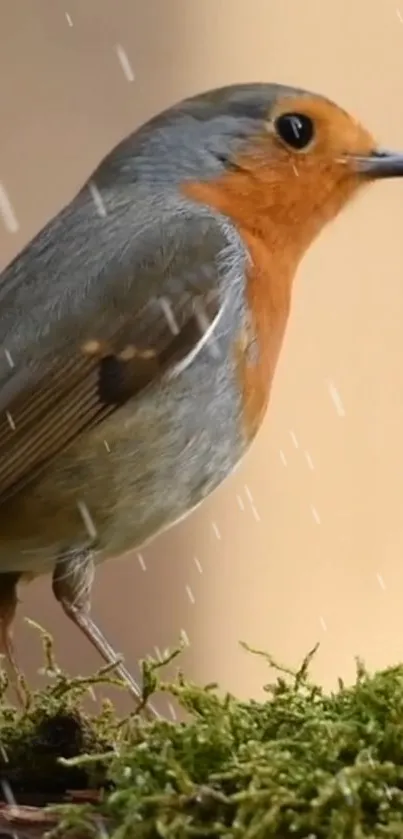 Vibrant robin in rain on a mossy perch, mobile wallpaper.