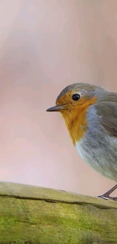 A vibrant robin perched on a rustic branch with a soft pink background.