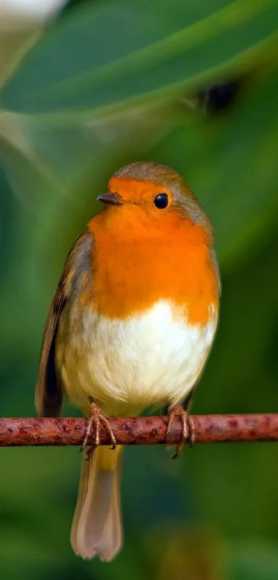 A vibrant robin perched on a branch with a lush green background, ideal for mobile.