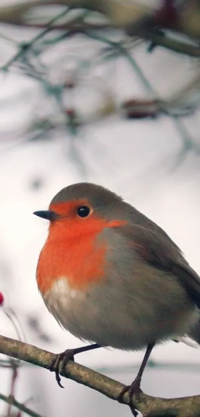 Vibrant robin perched on a branch, surrounded by soft-focus twigs and red berries.