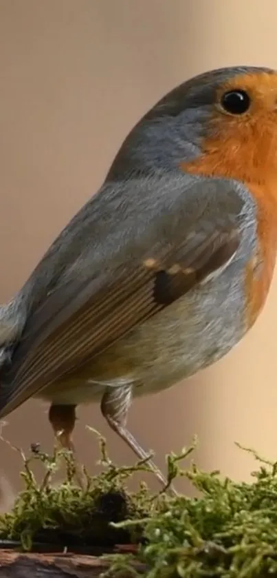 A vibrant robin perched on green moss with a blurred background.