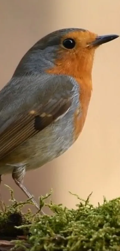 Vibrant robin perched on green moss with a serene background.