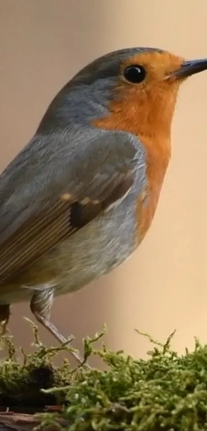 Beautiful robin perched on vibrant green moss.