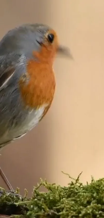 Vibrant robin perched on green moss with a beige background.