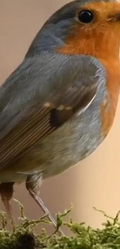 Vibrant orange robin perched on green moss.