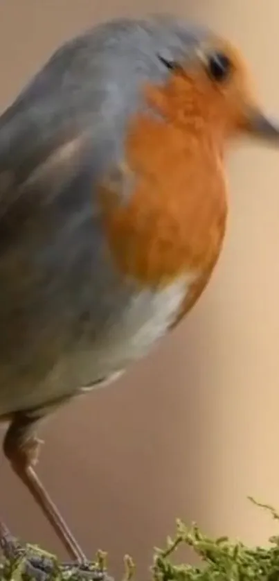 A vibrant robin perched on a mossy branch, displaying its orange and grey feathers.