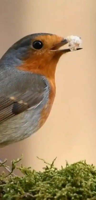 Vibrant robin perched on a mossy branch with a blurred background.