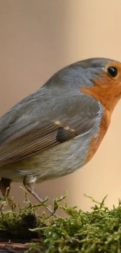 Lively robin perched on green mossy branch.