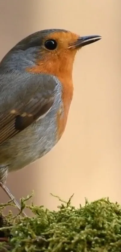 Robin perched on a mossy branch wallpaper.