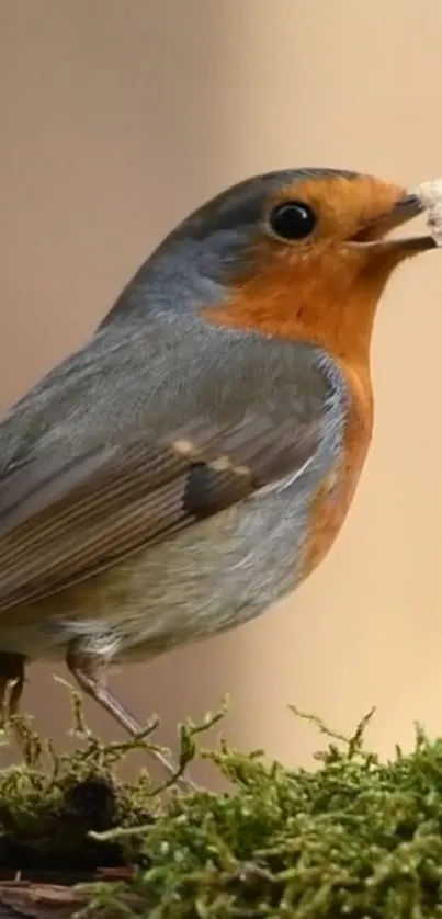 Robin eating on mossy branch with soft background.