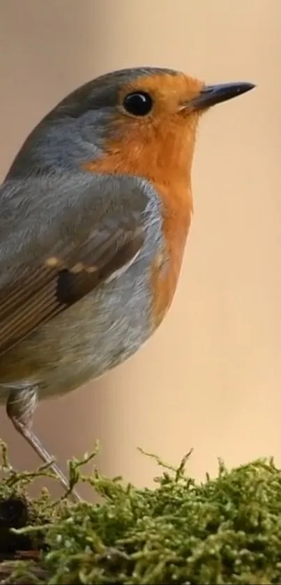 Red-breasted robin perched on a mossy branch in a nature setting.