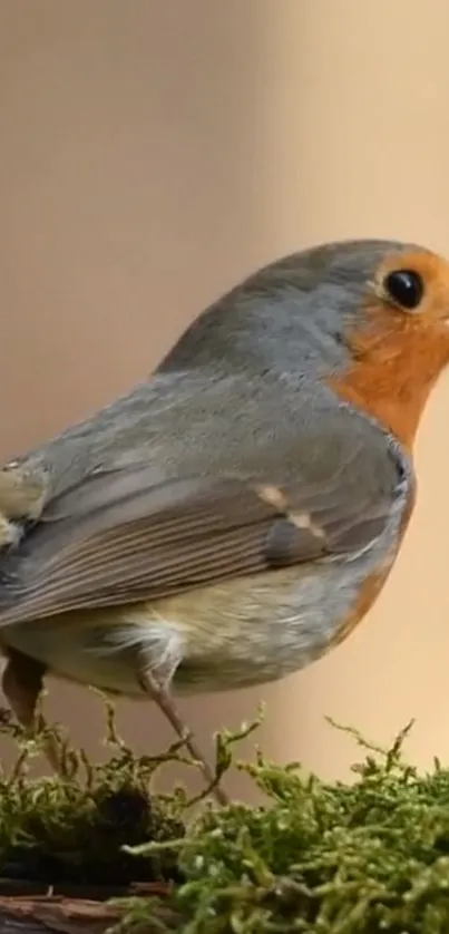 Vibrant robin perched on a mossy log.