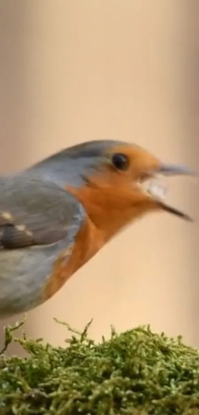 Vibrant robin perched on green moss, singing in natural setting.