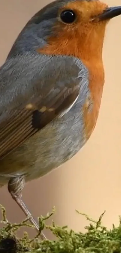 Vibrant robin with orange breast on mossy surface.