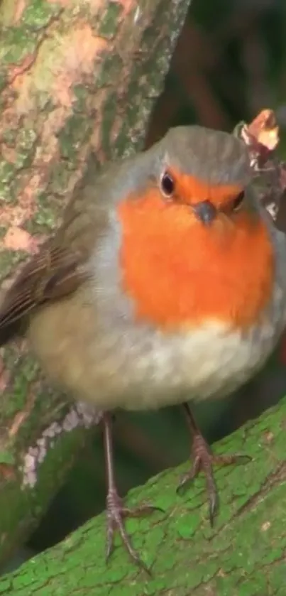 Robin with orange breast perched on a tree branch.