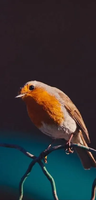 A vibrant robin perched on a wire, against a dark background.