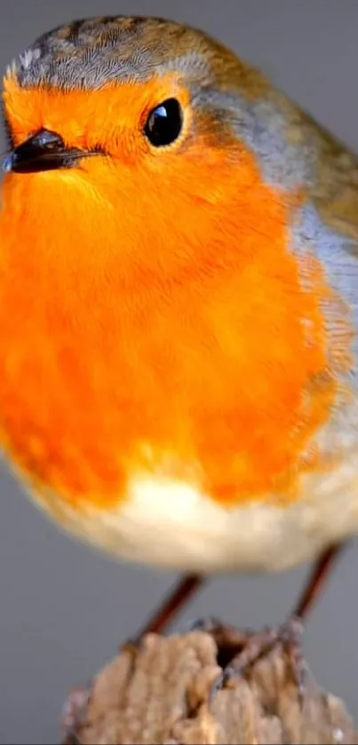 Vibrant robin resting on a wooden perch.