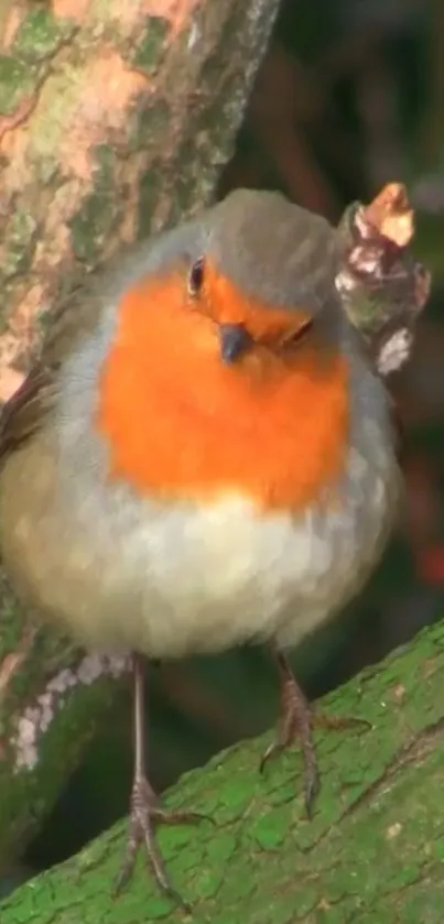 A vibrant orange-chested robin perched on a green branch.