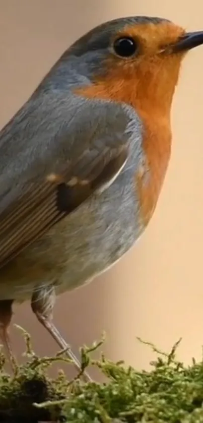 Vibrant robin perched on green moss.