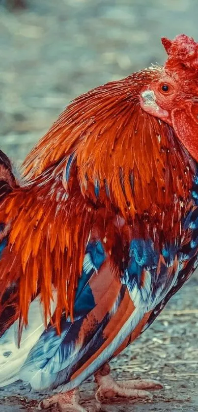 Vibrant rooster standing on a path with colorful feathers.