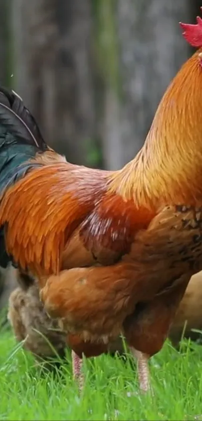 Vibrant rooster standing on lush green grass.