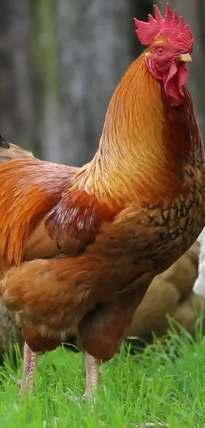 Vibrant orange rooster on green grass with natural background.