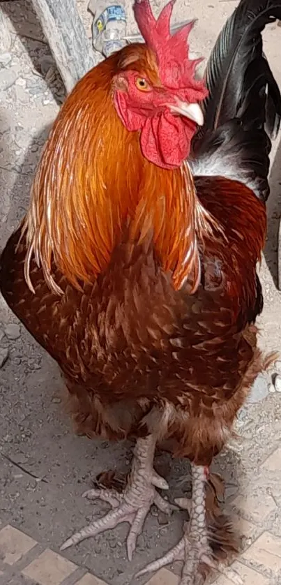 Vivid red and brown rooster on rustic ground.