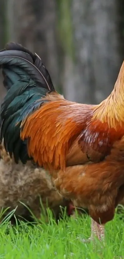 A vibrant rooster on green grass in a natural setting.