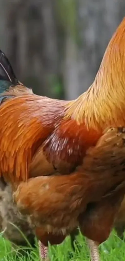 Vibrant rooster standing on green grass.