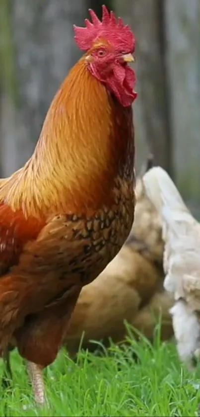 Brown and red rooster in lush green grass.