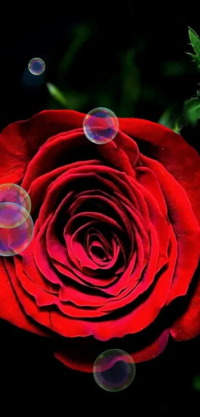 Red rose with bubbles on dark background wallpaper.