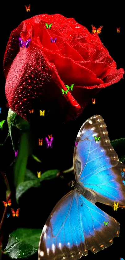 Red rose with dew and blue butterfly on a dark background.