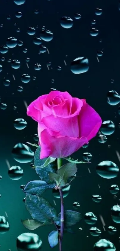 Pink rose with water droplets on dark green background.